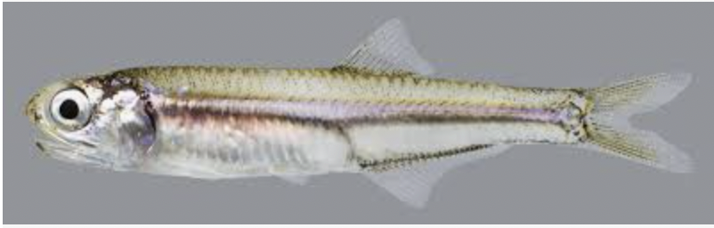 <p>anchovy</p>