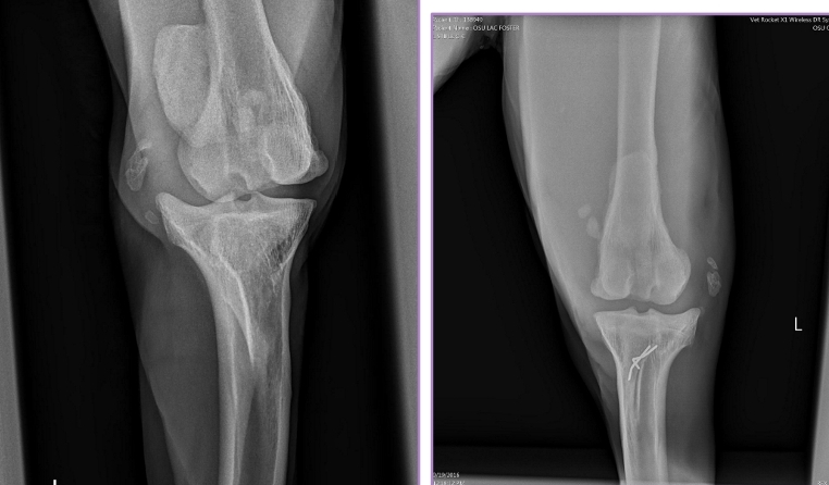 <p><span style="background-color: transparent;"><strong><span>Patellar Luxation Diagnosis</span></strong></span></p>