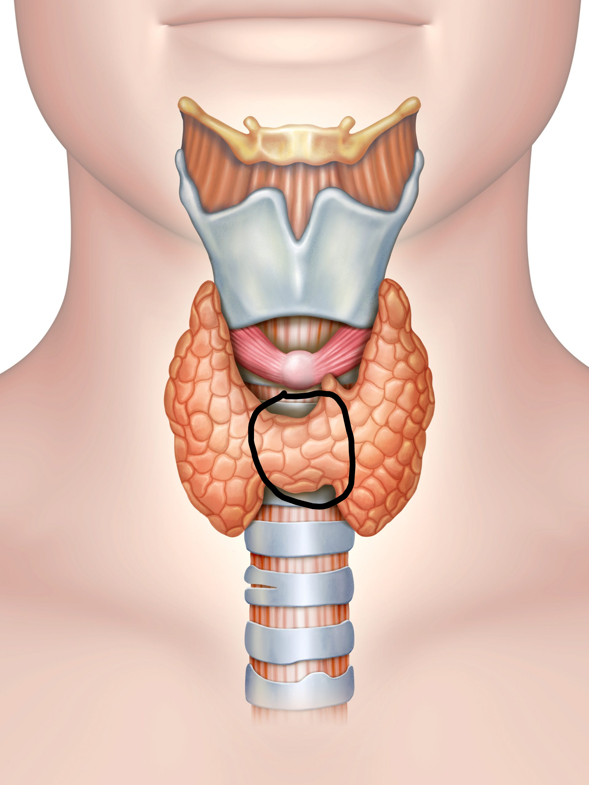 <p>(circled structure)</p>