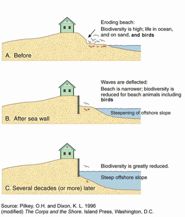 <p>groins: accumulate sediments</p><p>jetties: allow access to harbours for boats</p><p>seawalls: attempt of homeowners to shield the shore in front of their dwellings from wave energy </p>