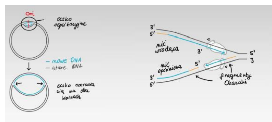 <p><span> Semikonserwatywna (nowej cząsteczce DNA jedna nić pochodzi ze starej cząsteczki DNA, a druga (nowa) nić jest dobudowana na zasadzie komplementarności)</span></p><p><span> Rozpoczyna się w miejscu początkowym replikacji (ori) </span></p><p><span> Polimeraza DNA</span></p><p><span> Synteza DNA odbywa się w kierunku 5’->3’</span></p><p><span> Dwukierunkowa</span></p>