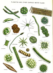 organism that can capture energy from sunlight or chemicals and use it to produce food from inorganic compounds; also called an autotroph