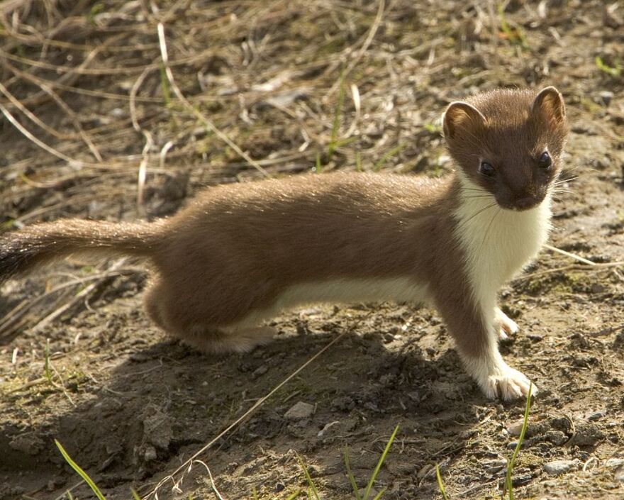 <ul><li><p>short tailed weasel</p></li><li><p>brown with white underside</p></li><li><p>white in winter</p></li></ul><p></p>
