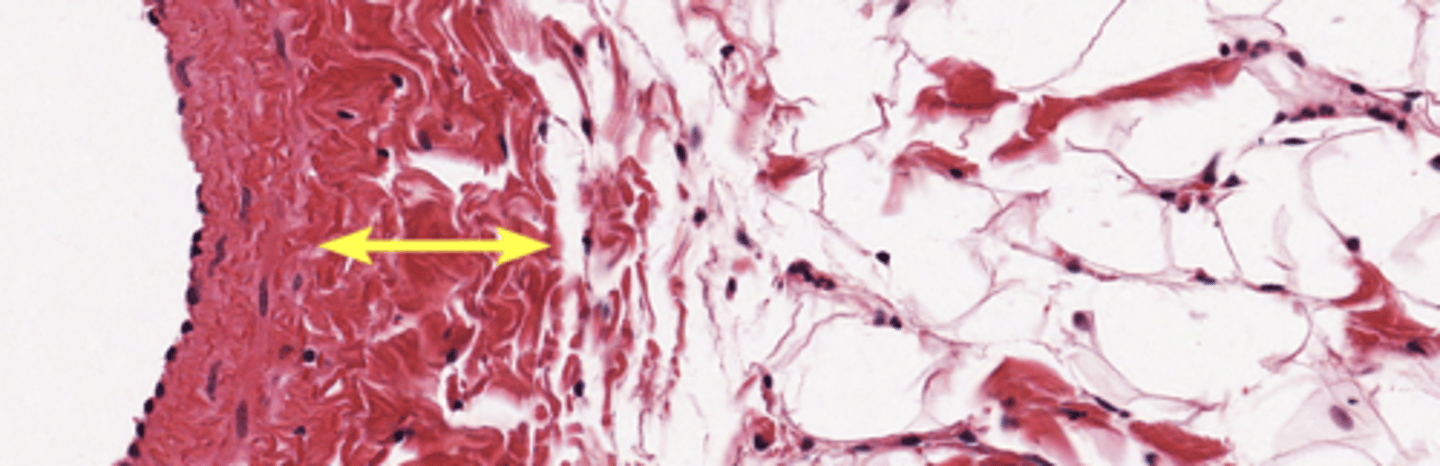 <p>outer layer of connective tissue</p>
