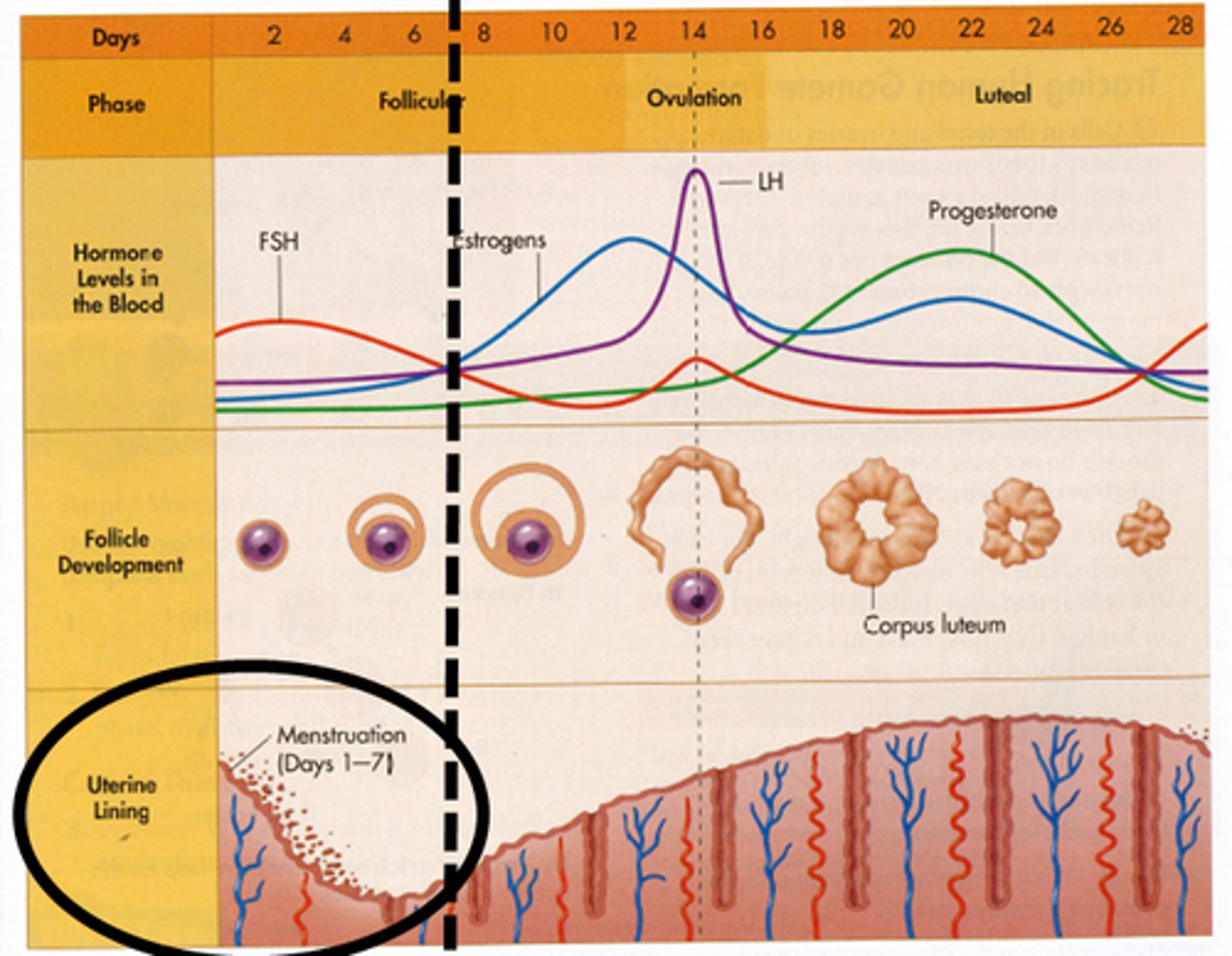 <p>monthly shedding of the uterine lining</p>
