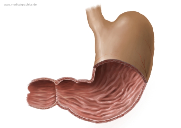 <p>Pylorus region</p>