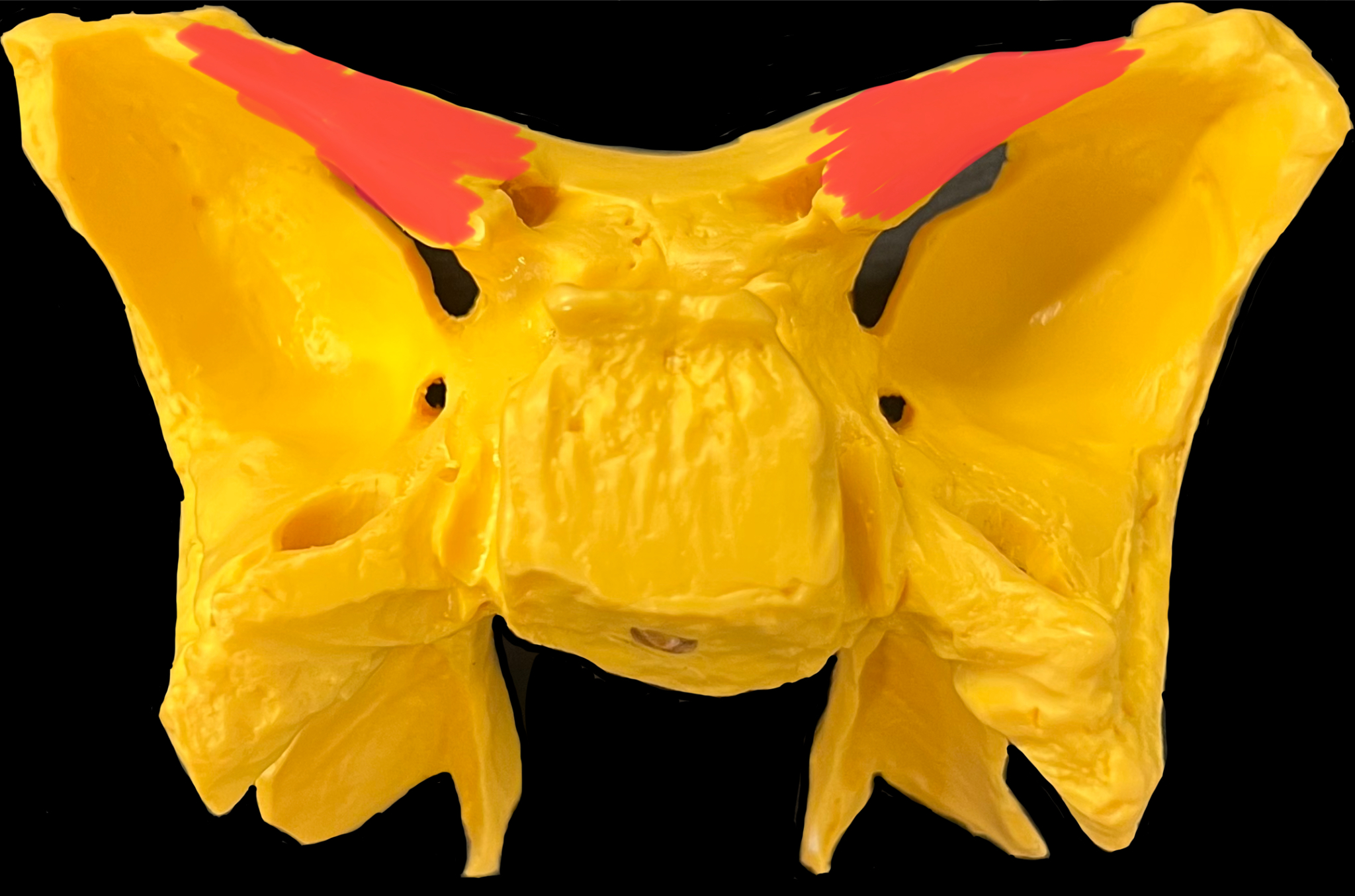 What is highlighted in red?