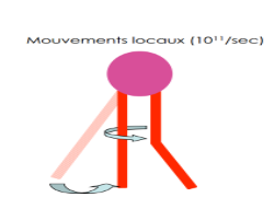 <p>Les lipides peuvent se déplacer latéralement et effectuer des mouvements rotatifs, contribuant à la fluidité de la membrane.</p><p>, la membrane plasmique comporte environ 50 lipides pour une protéine.</p>