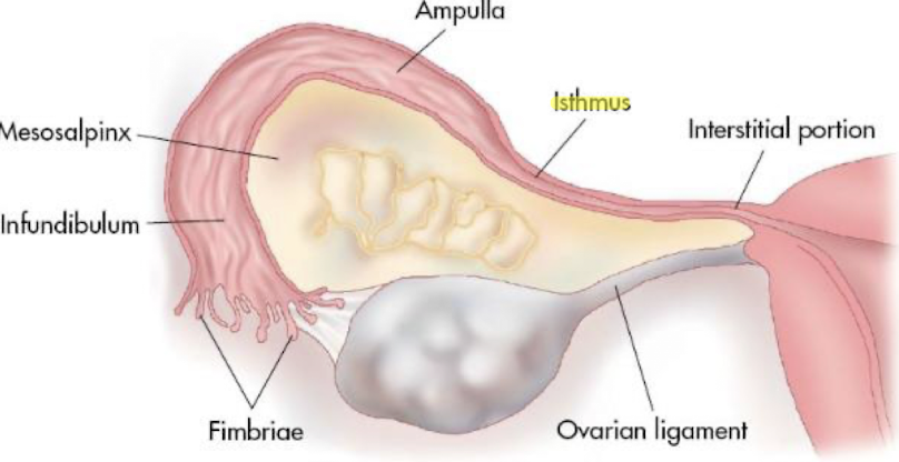 <ul><li><p><strong>medial</strong> (middle) segment <strong>after interstitial portion</strong> of uterus</p></li><li><p><strong>longer than interstitial </strong>portion</p></li></ul><p></p>