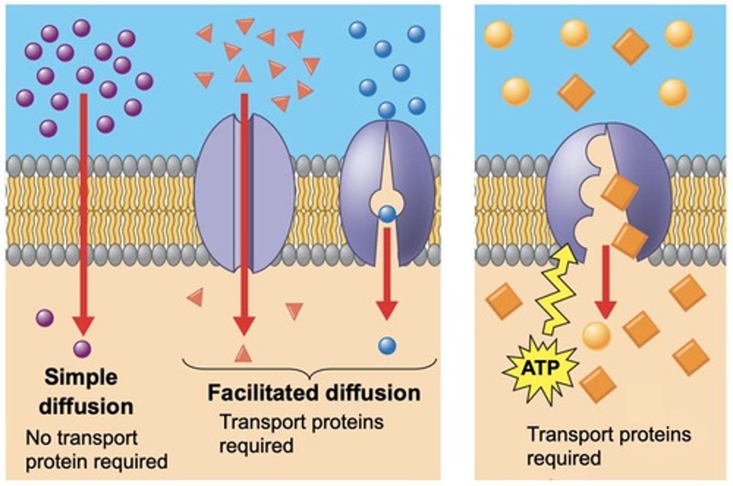 <p>They provide a tunnel or corridor that allows a specific molecule to cross the membrane.</p>