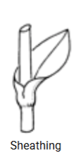 <p>Sheathing</p>