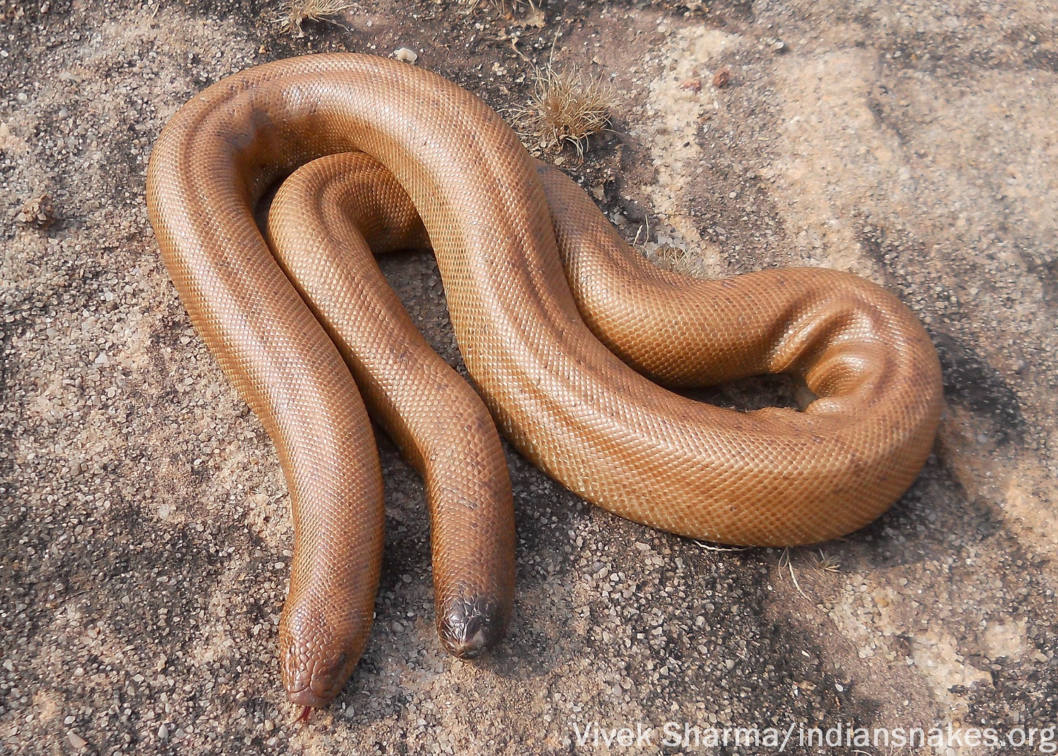 <p><span><span>Old World sand boa</span></span></p>