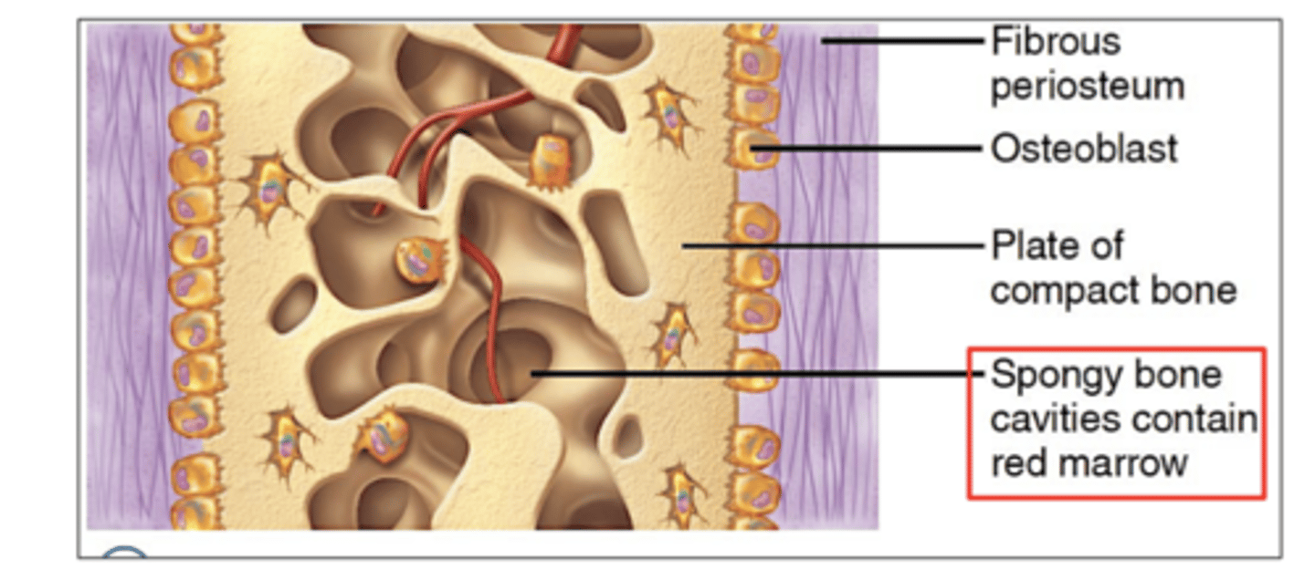 <p>4. Spongy bone filling with bone marrow and Formation of Compact Bone </p><p>Spongy bone matures and fills with bone marrow.</p><p>then, a thin layer of compact bone develops beneath the periosteum for strength.</p>