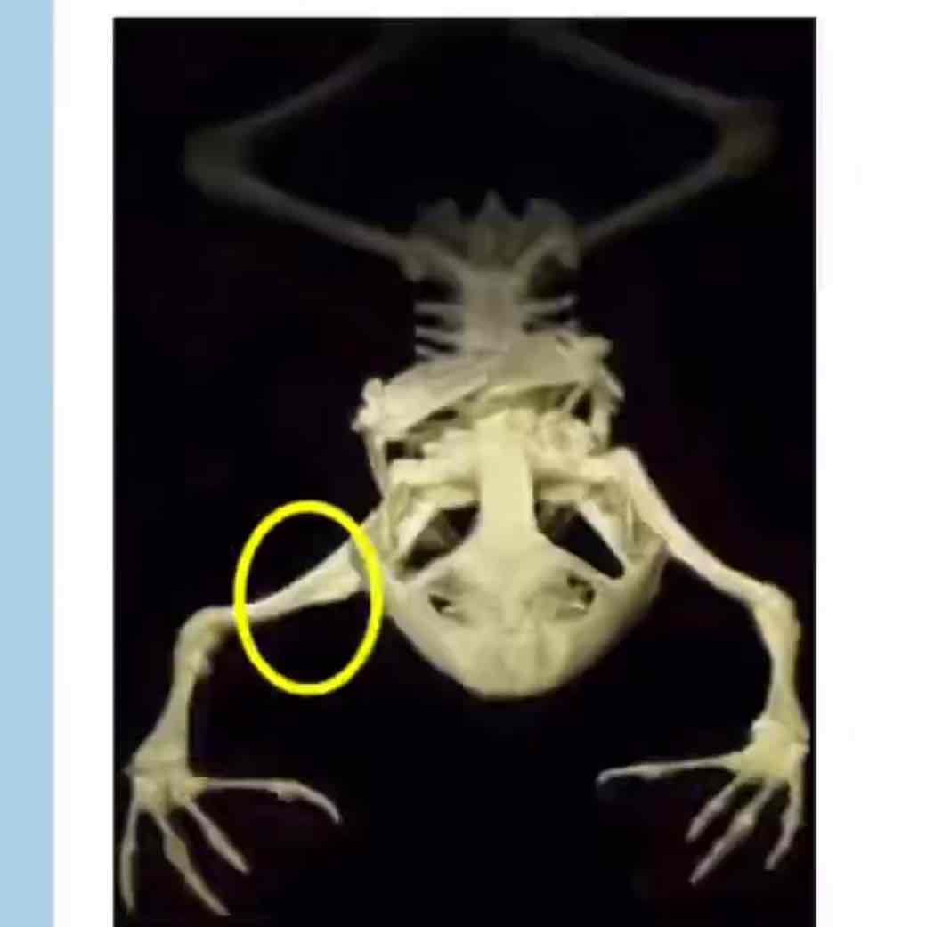 <p>What bone is circled </p>