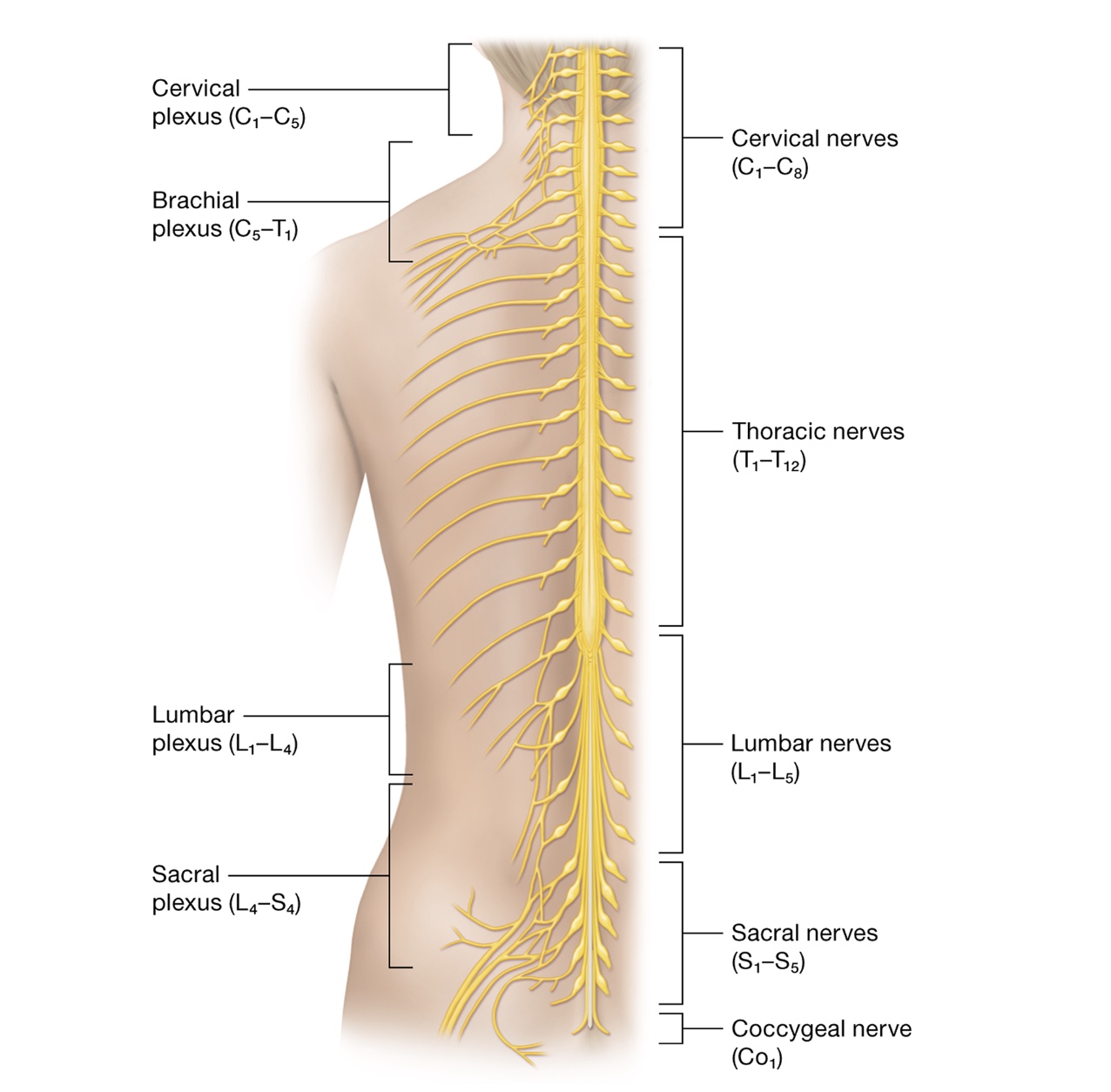 <p>spinal nerve splits - posterior + anterior ramus (mixed nerves)</p><p>rami communicates - small branches stemming from anterior ramus, visceral motor of sympathetic nervous system</p><p>nerve plexuses - anterior rami of cervical, lumbar, sacral spinal nerves merge forming complex nerve networks</p><p>axons of spinal nerves enter different nerve plexuses preventing complete nerve cutoff</p>