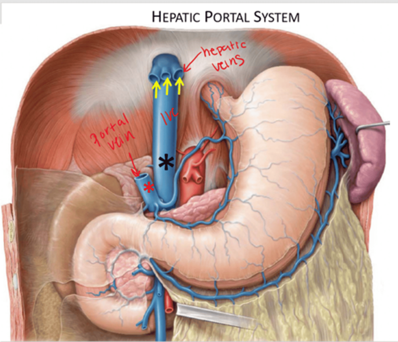 <p>Portal vein: carries nutrient rich blood from GI to liver</p><p>hepatic vein: carries filtered blood from liver back to the IVC</p>