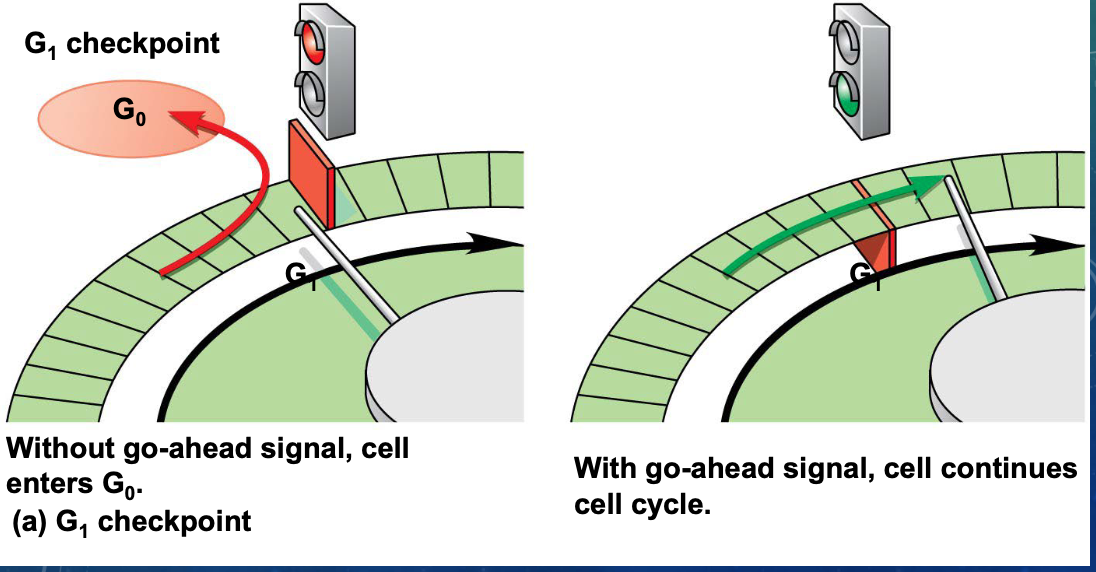 <p>if the cell receives the go ahead signal at the G1 checkpoint, it will usually complete the S, G2, and M phases and divide</p>