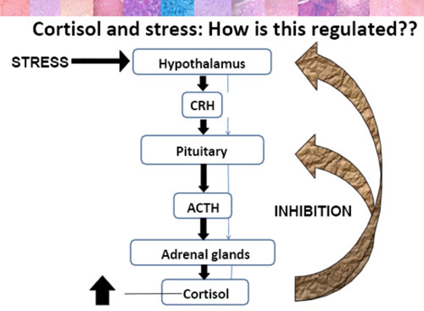 <p>stress hormones</p>