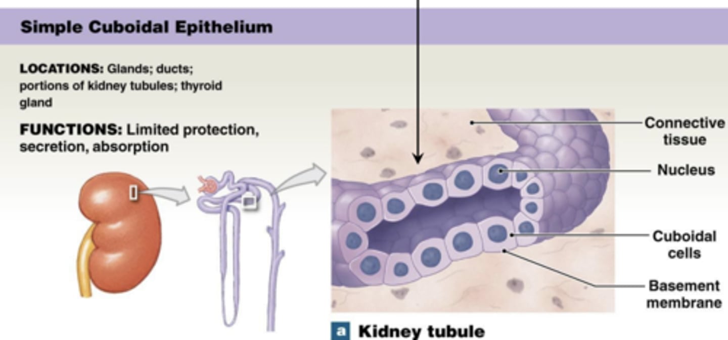 <p>Simple cuboidal epithelium rolled into a tube</p>