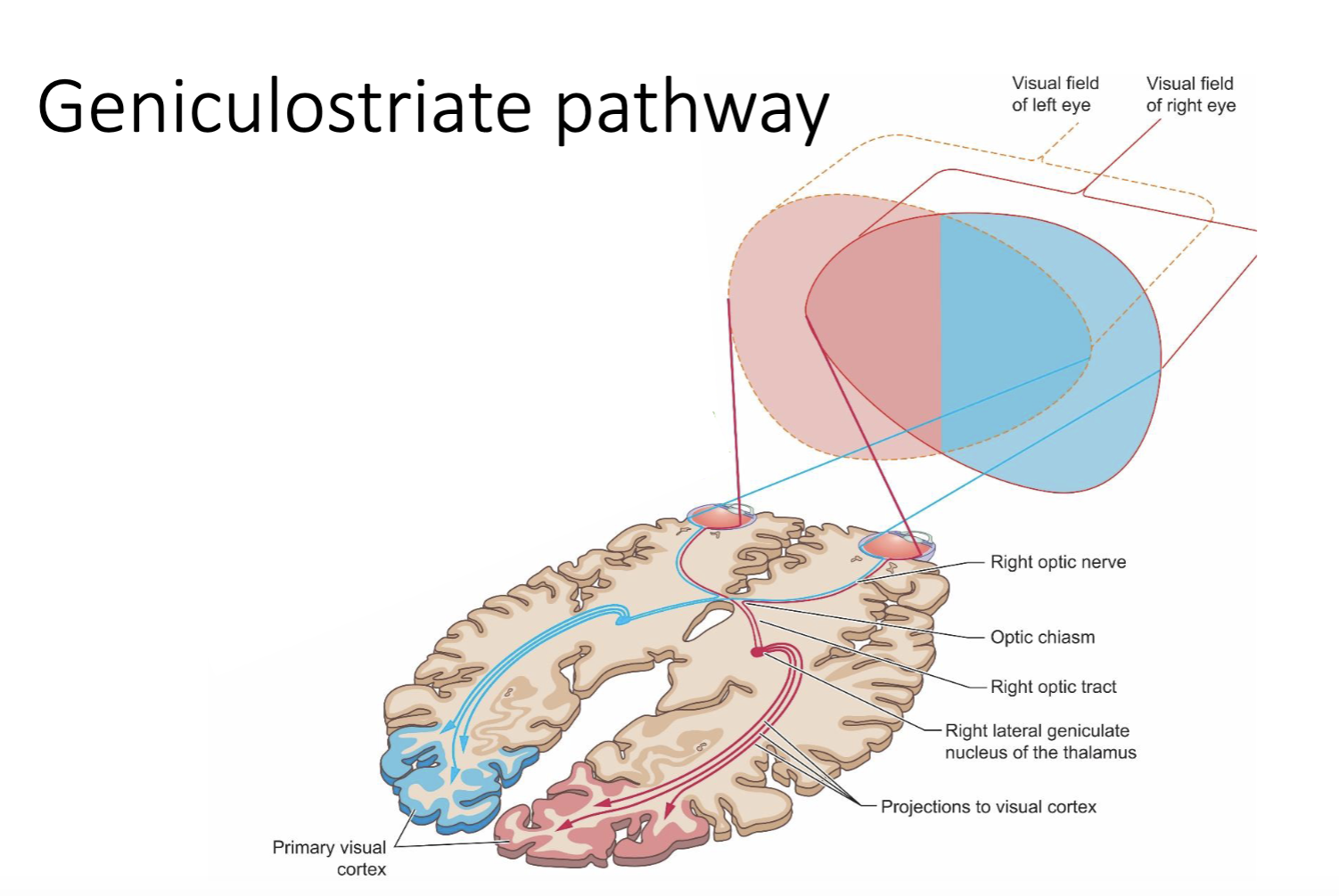 <ul><li><p>90% of optic nerve fibers go</p></li></ul><p>Left and right visual field → LGN (thalamus) → V1 (primary visual cortex)</p><ul><li><p>Signals from each half of each retina meet at the optic chiasm.</p></li><li><p>Half stay in the ipsilateral LGN, and half go to the contralateral LGN&nbsp;</p></li></ul><p></p>