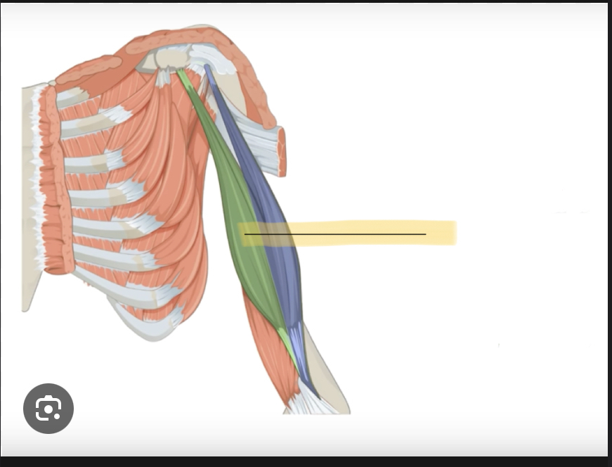 <p>Identify the highlighted muscle</p>