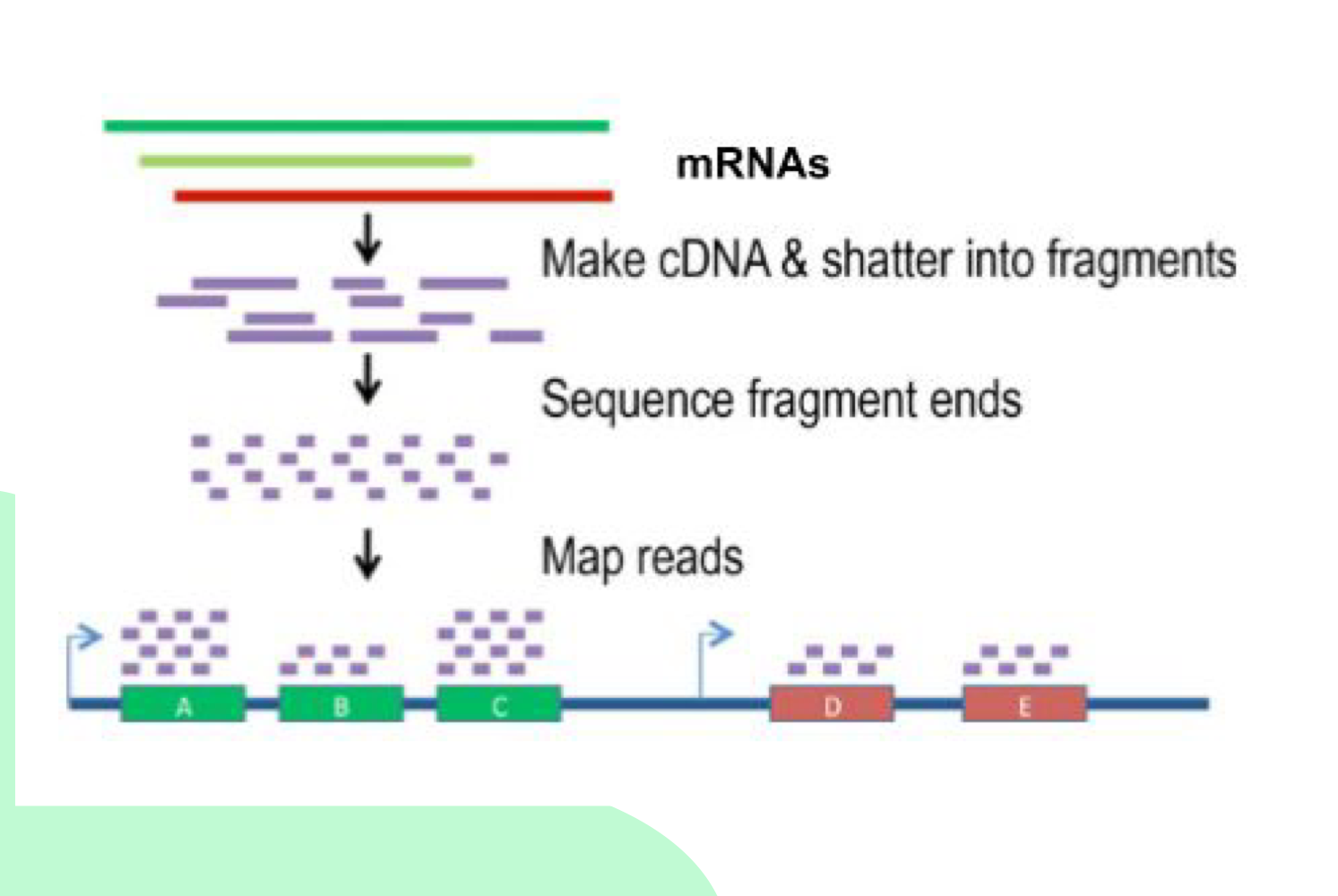 <p>What are the main steps of RNA-Seq?</p>