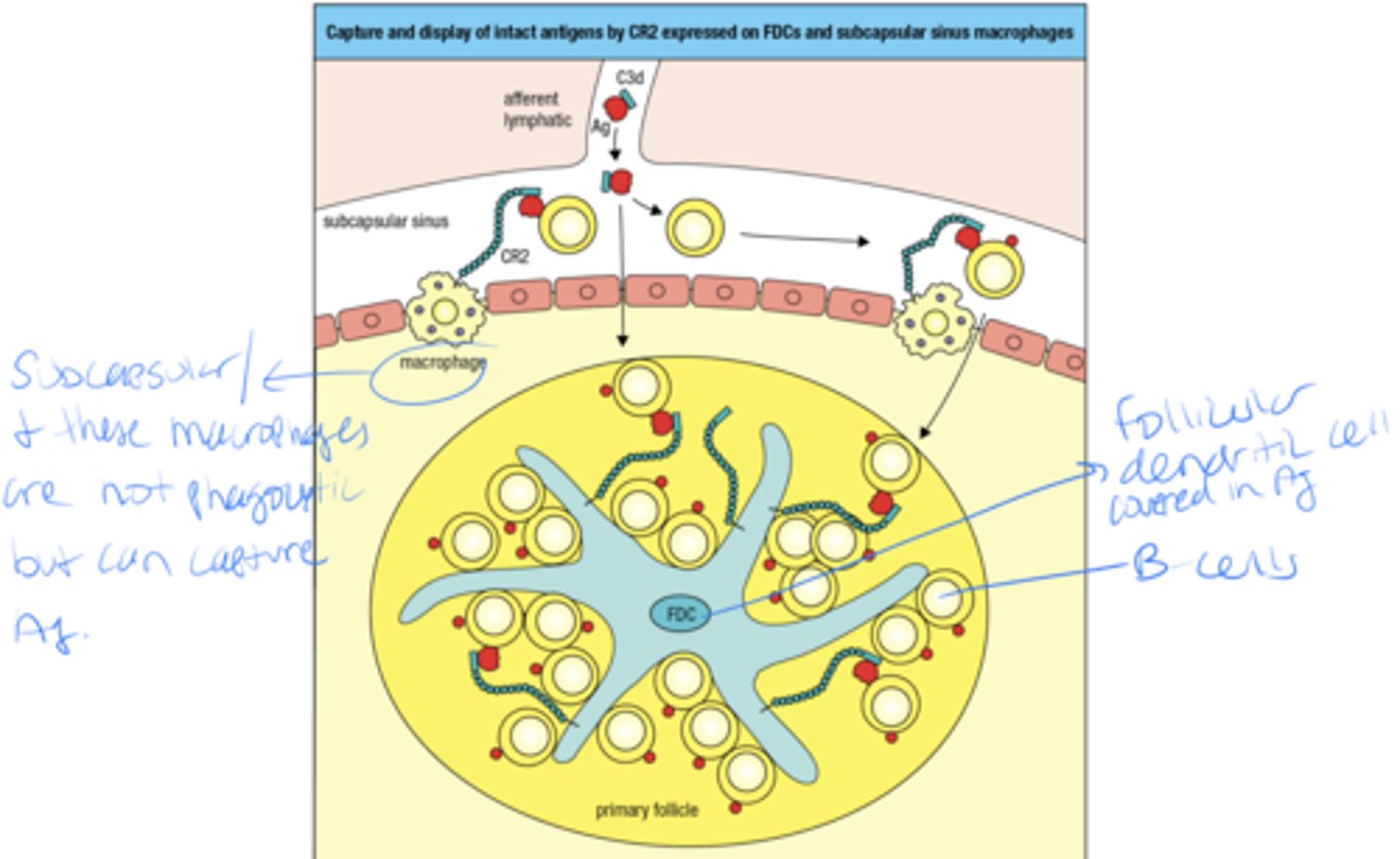 <p>B-cells</p><p>- capture and display of intact antigens by CR2 expressed on follicular dendritic cells and subcapsular sinus macrophages</p>