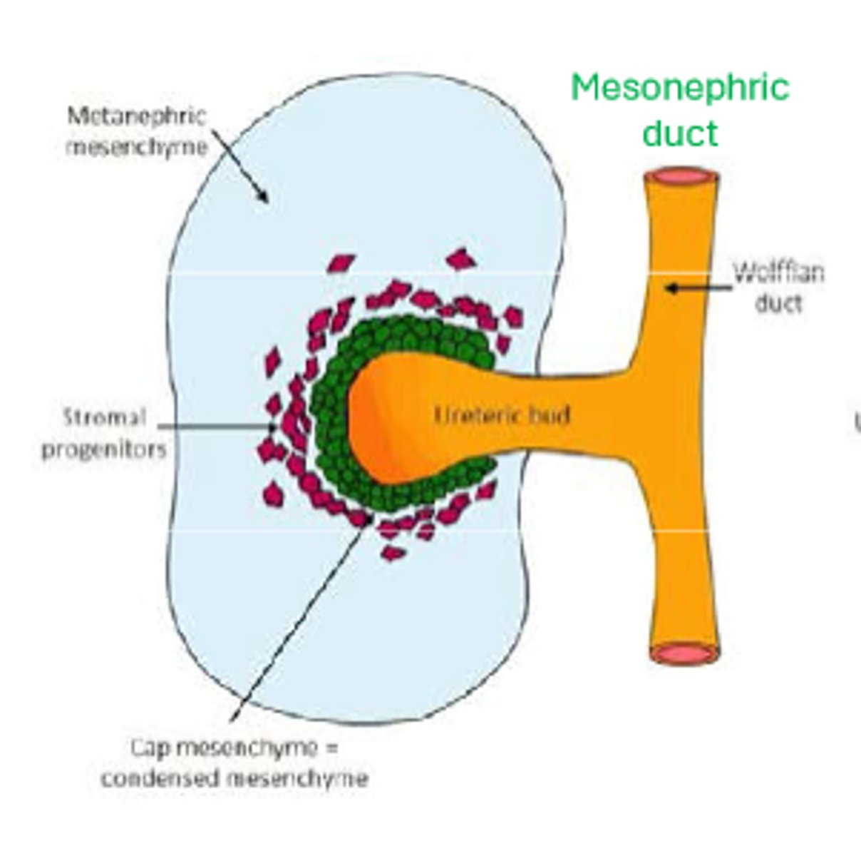 <p>wolffian duct (mesonephric duct)</p>