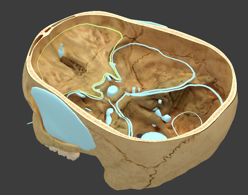 <p>where frontal lobe is located</p>