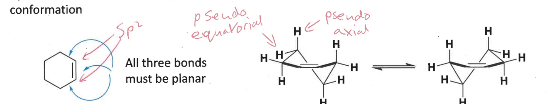 <p>contains two sp<sup>2</sup> carbons = trigonal planar </p><p>adopts half chair conformation </p><p>= more strained</p>