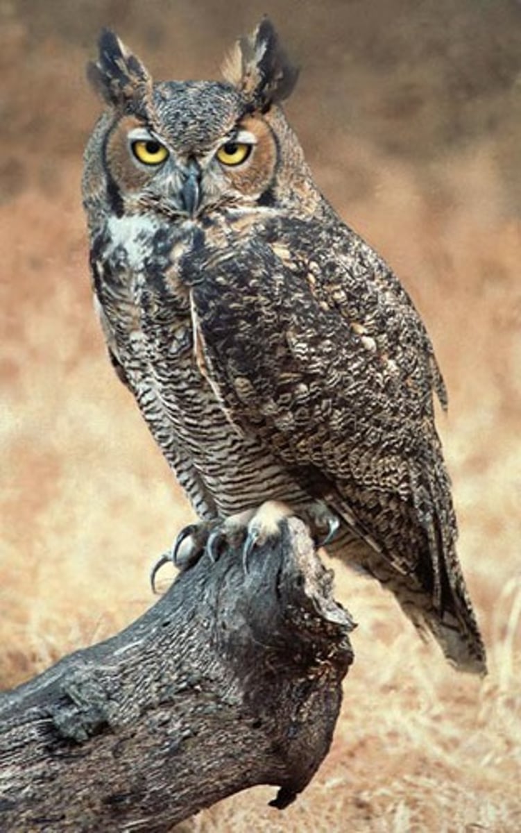 <p>Forests; Extreme apex predators; the only predator of a Great Horned Owl is another Great Horned Owl</p>