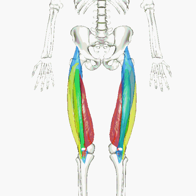 <p>What muscle group is this? </p>
