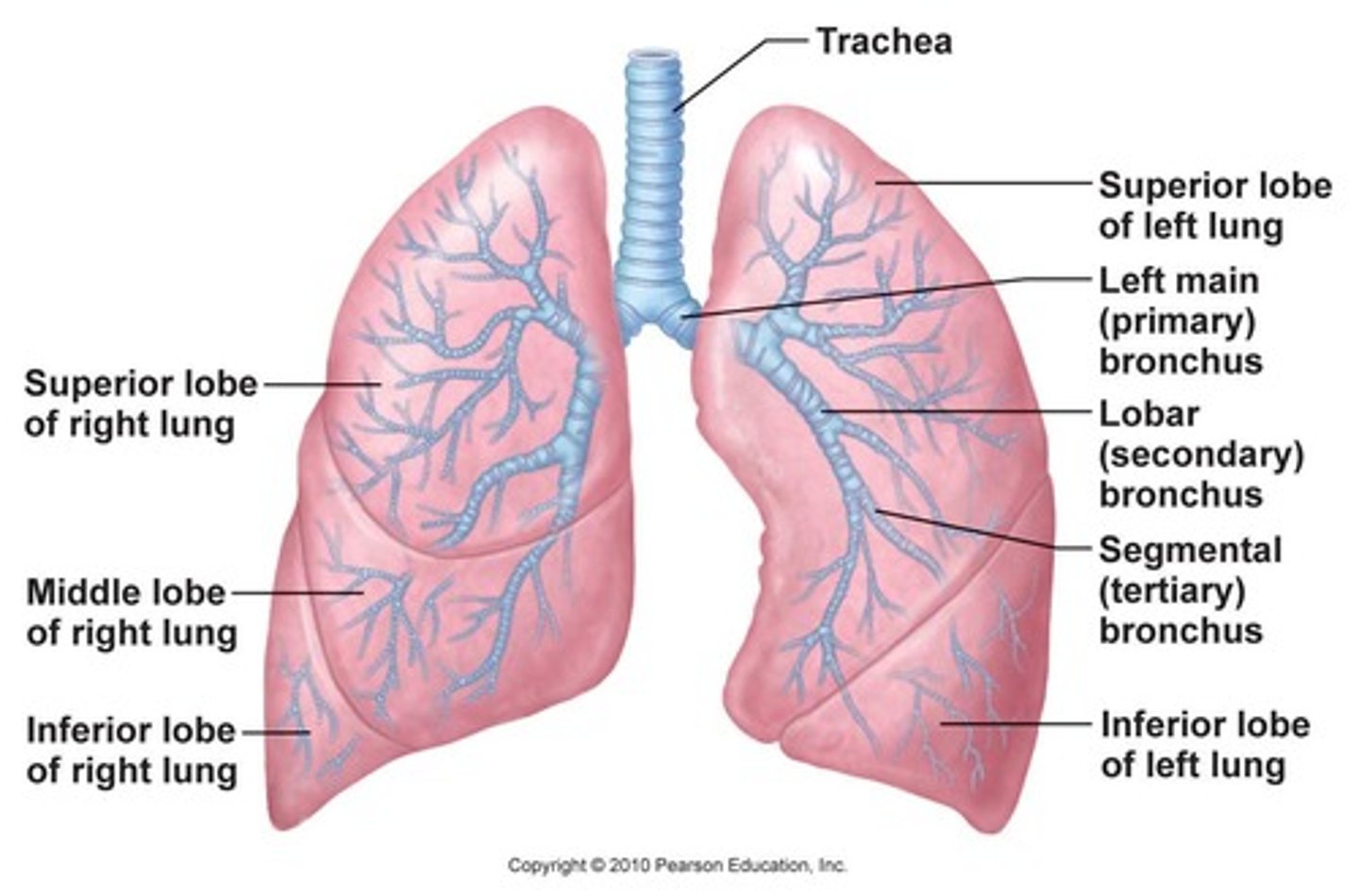 <p>branches of the primary bronchi which supply each lobe of lung; there are 2 in the left lung and 3 in the right lung</p>