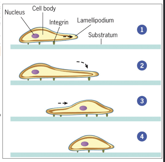 <p>Forming a protrusion called lamellipodium</p>