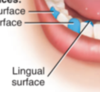 <p><span>Toward the tongue (palatal for maxillary)</span></p>