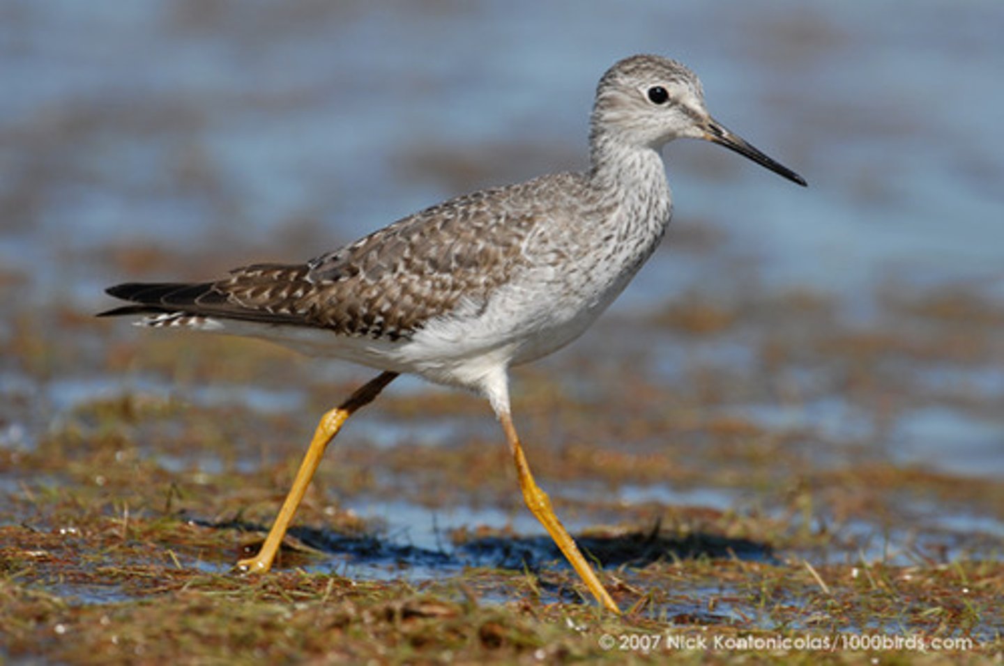 <p>Tringa flavipes</p>