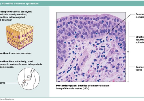 <p>several cell layers; basal cells usually cuboidal, superficial cells elongated and columnar. Functions to protect and secrete. Is rare in body and covers small amounts in male urethra and large ducts in some glands</p>