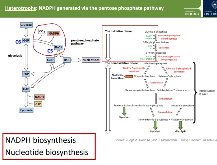 <ul><li><p>photosynthesis can produce some NADPH, but in non-photosynthetic organisms and the non-photosynthetic tissues of plants, the <strong>pentose phosphate pathway is used to meet NADPH needs </strong>(for biosynthesis)</p></li><li><p>glucose can be diverted from glycolysis into the pentose phosphate pathway instead</p></li><li><p>this process produces <strong>NADPH</strong>, CO<sub>2</sub> and other compounds, which get converted so that they can then enter glycolysis, or be used to<strong> biosynthesise nucleotides</strong></p></li></ul><p></p>