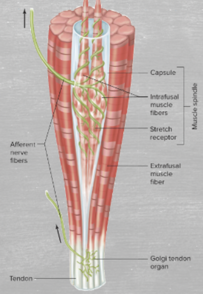 <p>the muscle spindle contains intrafusal fibers and a stretch receptor. Its activation leads to <strong>muscle contraction </strong></p>