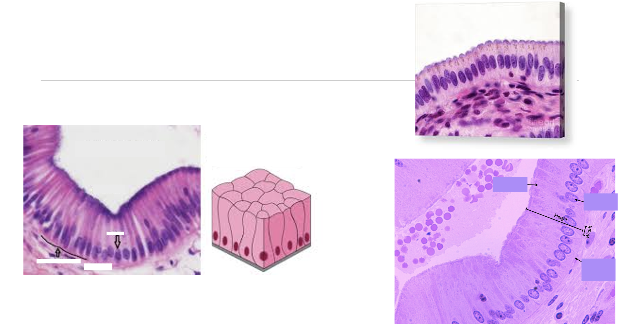 <p>What type of epithelial tissue?</p>