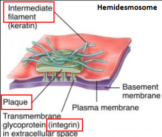 <ul><li><p>transmembrane protein=<mark data-color="yellow" style="background-color: yellow; color: inherit;"> integrin</mark>s , attach to <mark data-color="yellow" style="background-color: yellow; color: inherit;">laminin</mark> in BL of basement membrane</p></li><li><p>on cytoplasmic side: integrins bound to <mark data-color="yellow" style="background-color: yellow; color: inherit;">plaque proteins</mark> which are linked to <mark data-color="yellow" style="background-color: yellow; color: inherit;">intermediate filaments&nbsp;</mark></p><ul><li><p>intermediate&nbsp; filaments link hemi-hemi-desmo</p></li></ul></li></ul><p></p><p>function</p><ul><li><p>anchor the basal surface of cells to basement membrane</p></li></ul><p></p>
