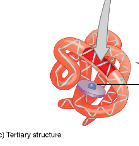 <p>side chain covalent and non covalent interactions. Compact 3-dimensional shape. amino acids that’s very distant in primary chain can b brought close via hydrogen bond or disulfide bonds (for proteins w/ cysteine</p>