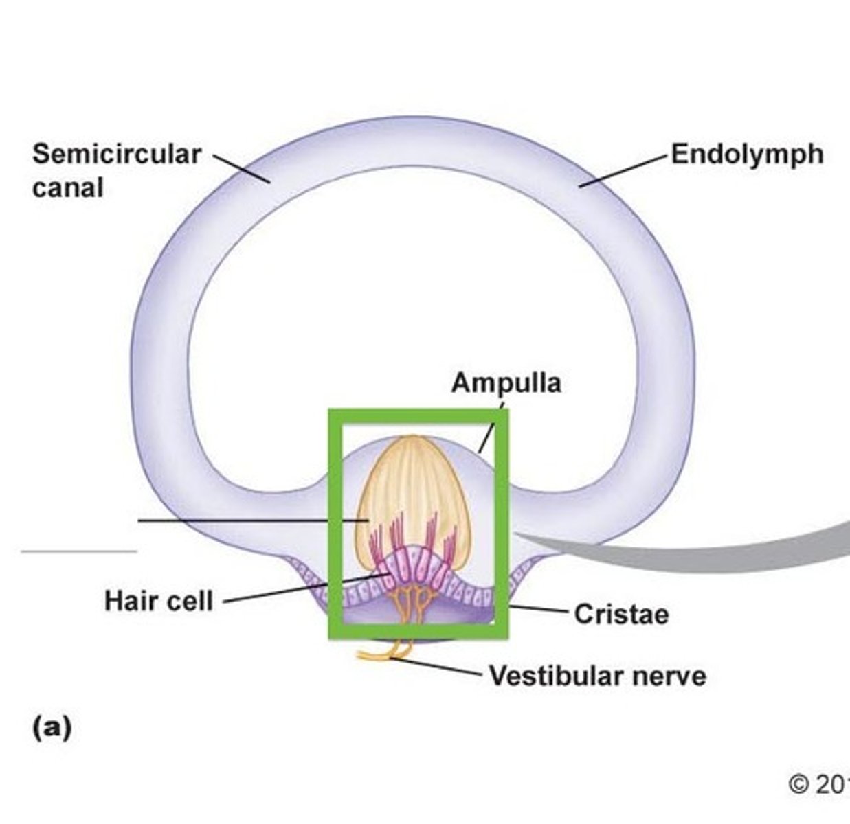 <p>top yellow part here</p>