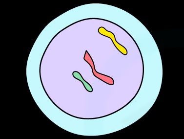 <p>Descibing a cell which has one entire set of the oganism’s chromosomes.</p>