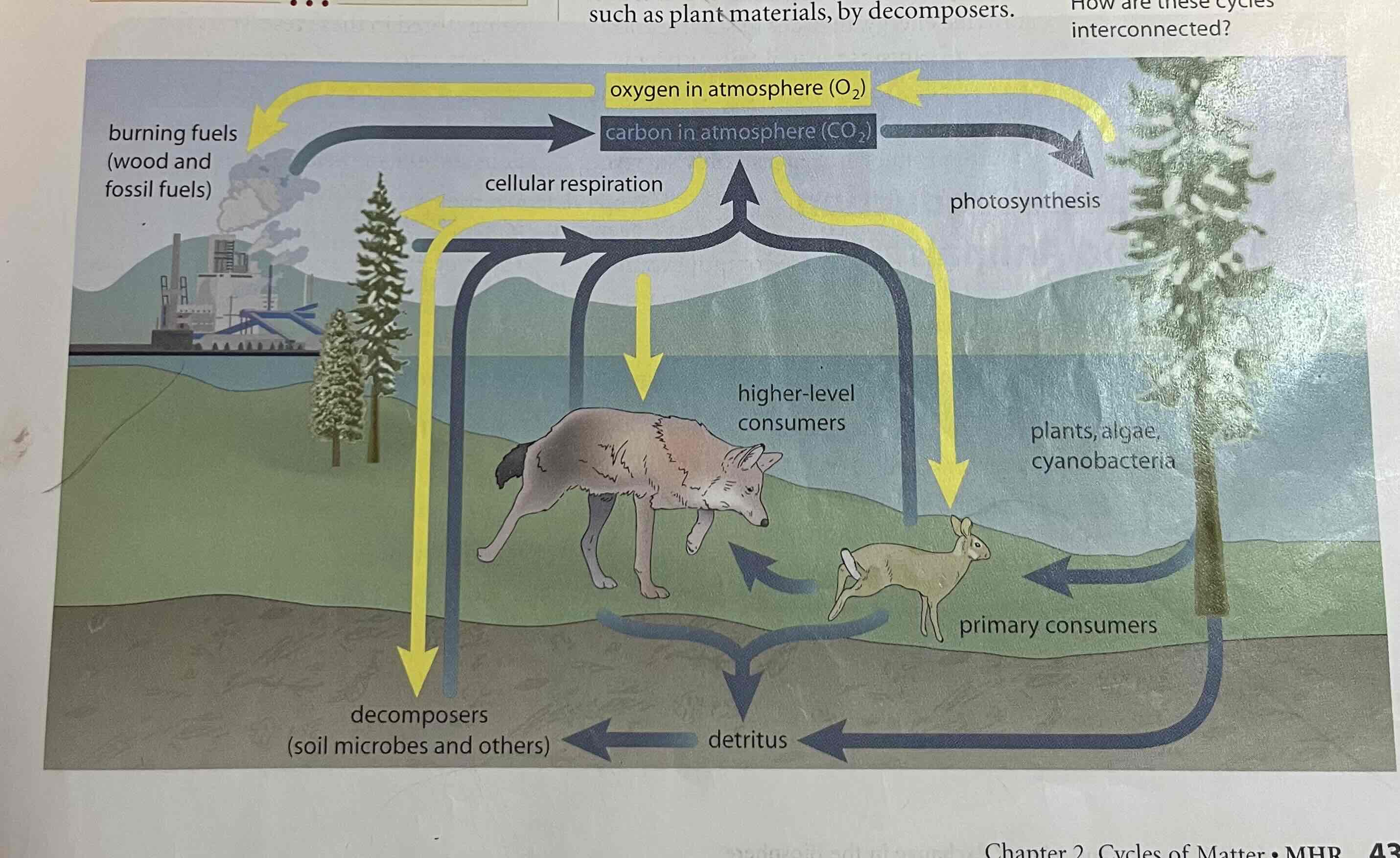 <p>the process by which carbon and oxygen cycle among plants, people and animals, and the environment</p>