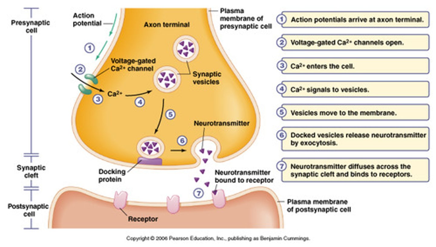 <p>- As action potential reaches the axon terminals, depolarisation triggers threshold of calcium voltage-gated channels</p><p>- Ca rushes into cell + binds with vesicles (containing neurotransmitters) in the axon terminal.</p><p>- causes vesicles to migrate to edge of the cell and attach to the cell membrane.</p><p>- Exocytosis occurs, releasing the neurotransmitters into the synaptic cleft.</p><p>- neurotransmitters diffuse across the cleft/gap and attach to receptors on the membrane of the next neuron:</p><p>• (Usually) initiating new AP/impulse in the next neuron.</p><p>• For example: acetylcholine, adrenaline, dopamine and histamine.</p><p>• transmission of impulses across a synapse only occurs in one direction — from axon to dendrite or from axon to cell body</p>