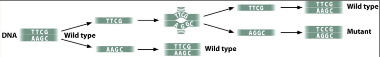 - DNA replication is very accurate, less than 1 error in a billion nucleotides 
- Not complementary=distortion in helix
- DNA checkpoints fix mutations 
- If a mutation get through the checkpoint, then the mutation stays 