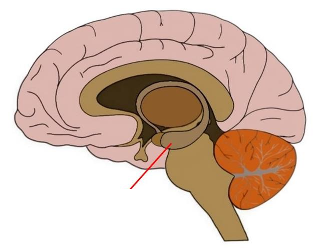 <p>Curved structure in the temporal lobes. Responsible for long-term memories and storage of memory for objects or locations. </p>