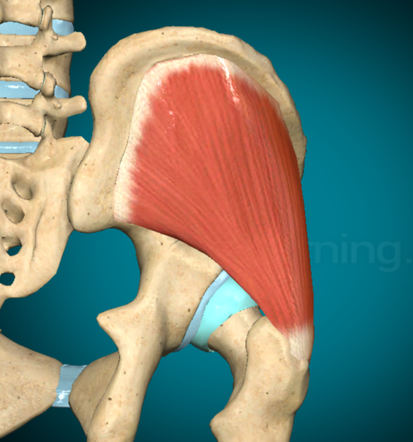 <p><strong>MUSCOLO MEDIO GLUTEO</strong></p>