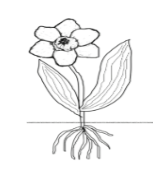 <p>Monocot or dicot?</p>